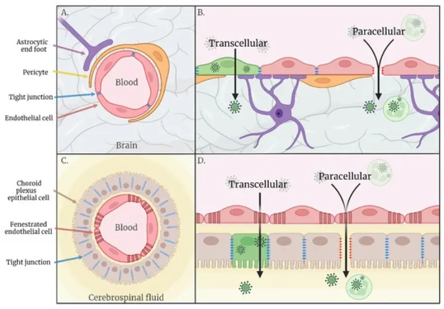 A Journey to the Central Nervous System: Routes of Flaviviral Neuroinvasion in Human Disease