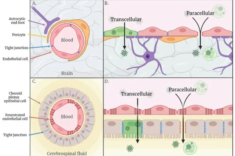 A Journey to the Central Nervous System: Routes of Flaviviral Neuroinvasion in Human Disease