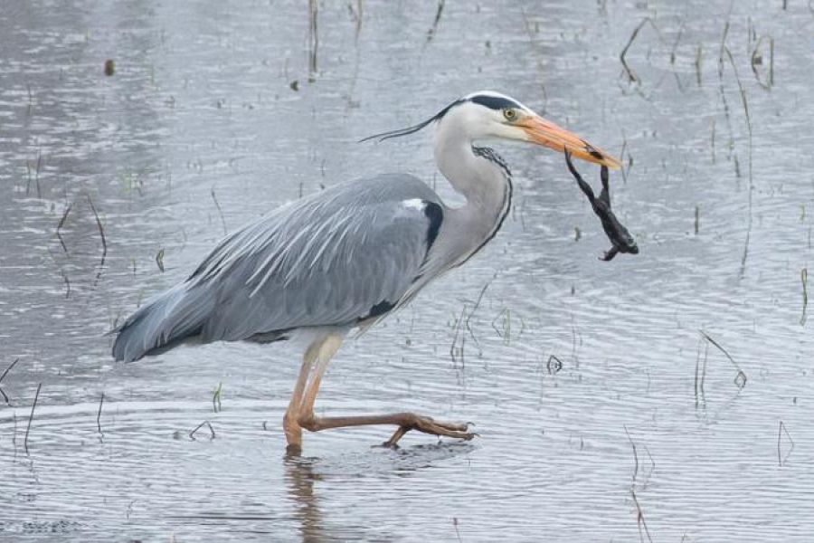 Blauwe reiger besmet met westnijlvirus