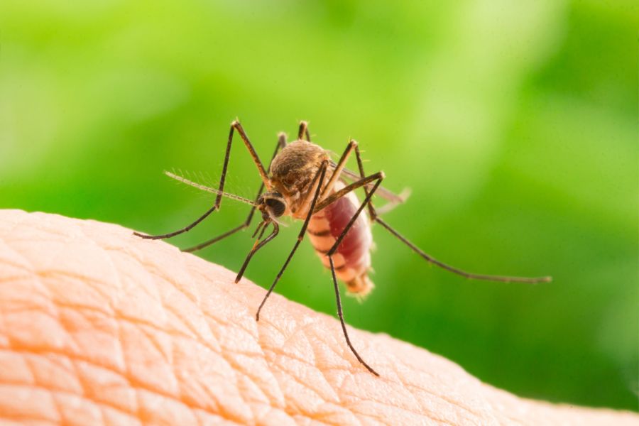 Aedes Aegypti Mosquito. Close Up A Mosquito Sucking Human Blood,