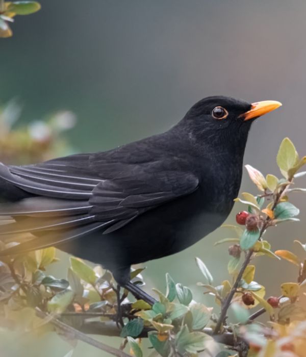 Blackbird