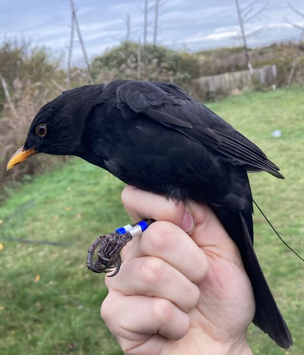 Blackbird