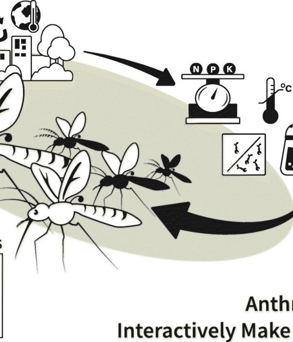 Biting the hand that feeds: Anthropogenic drivers interactively make mosquitoes thrive