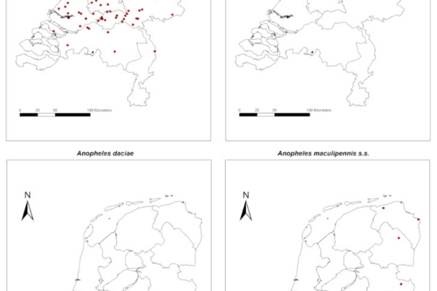 Anopheles maculipennis Complex in The Netherlands: First Record of Anopheles daciae (Diptera: Culicidae)