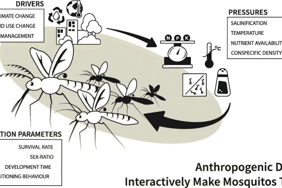 Biting the hand that feeds: Anthropogenic drivers interactively make mosquitoes thrive