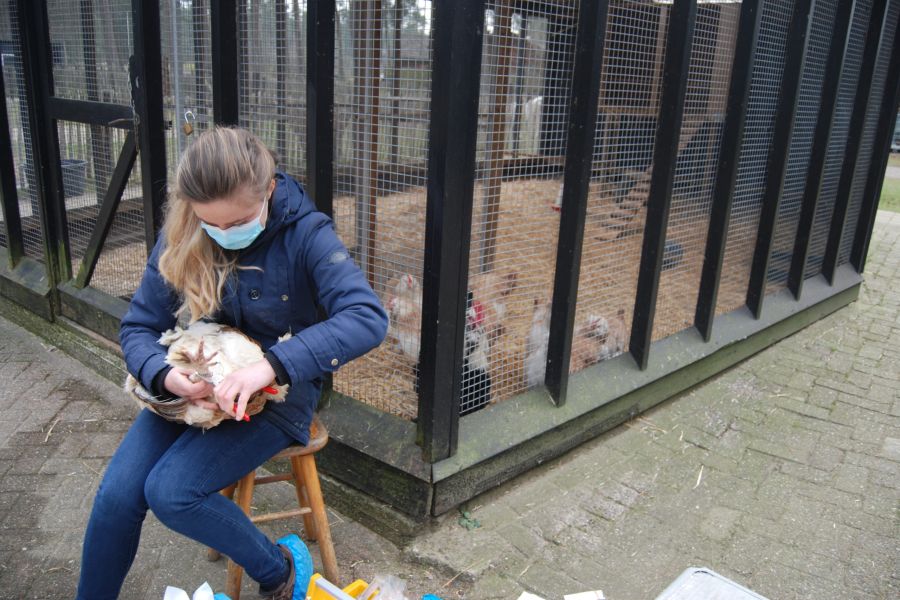 Young woman holding a chicken on her lap