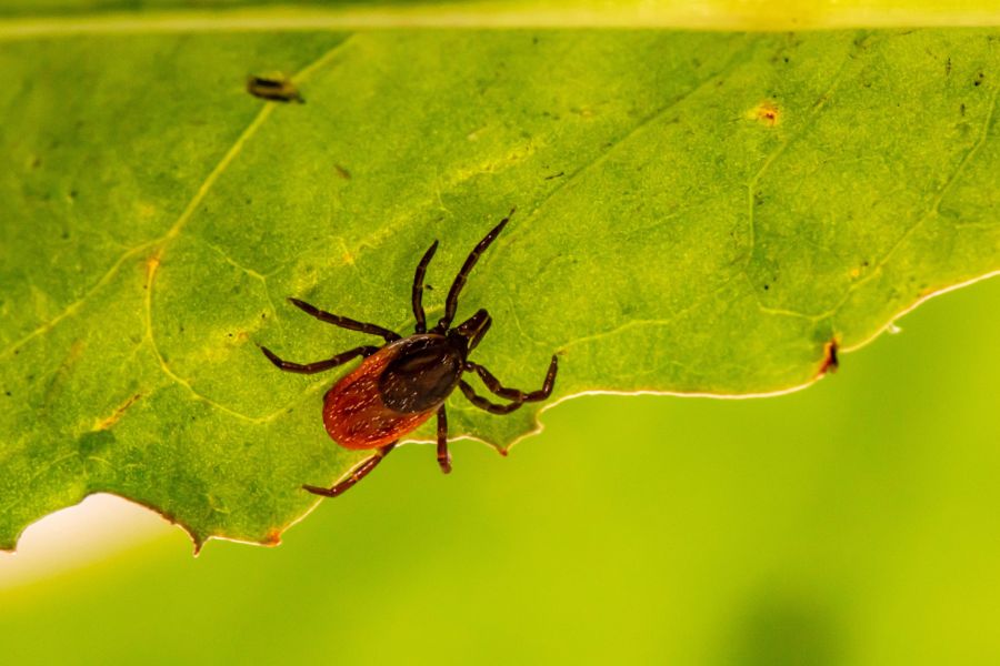 Invitation 5th Dutch Arbovirus Research Network Meeting