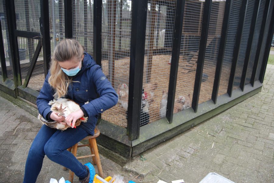 Young woman holding a chicken on her lap