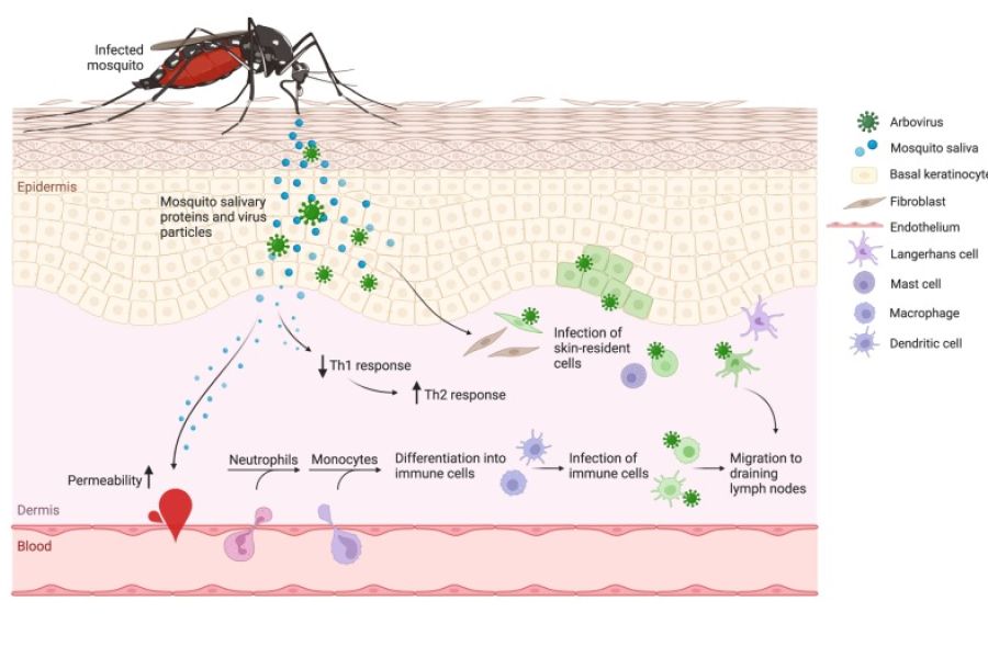 The significance of mosquito saliva in arbovirus transmission and pathogenesis in the vertebrate host