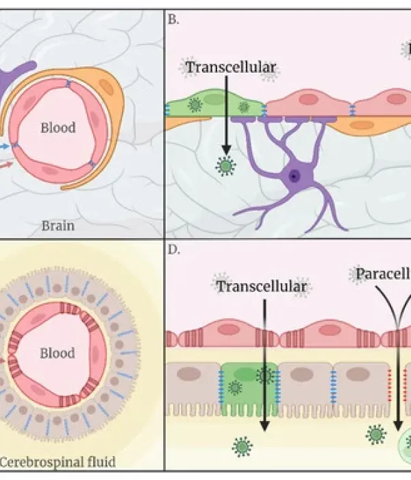 A Journey to the Central Nervous System: Routes of Flaviviral Neuroinvasion in Human Disease