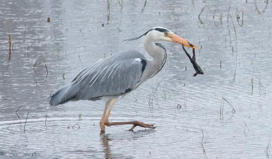 Blauwe reiger besmet met westnijlvirus