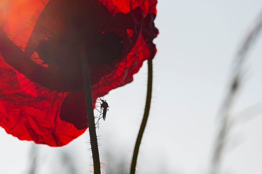 Image of a mosquito on a plant