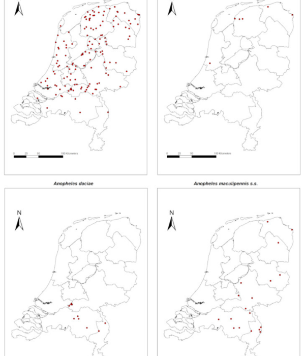 Anopheles maculipennis Complex in The Netherlands: First Record of Anopheles daciae (Diptera: Culicidae)