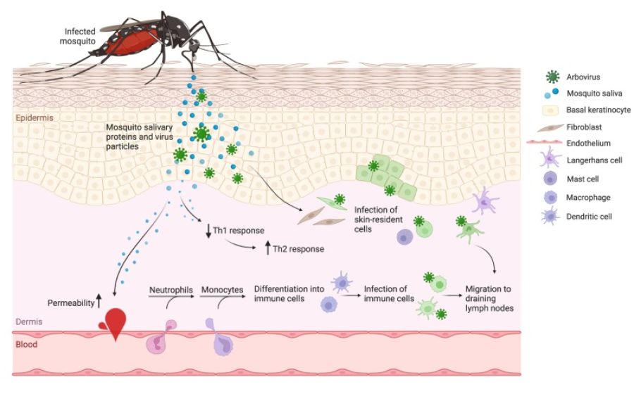 The significance of mosquito saliva in arbovirus transmission and pathogenesis in the vertebrate host