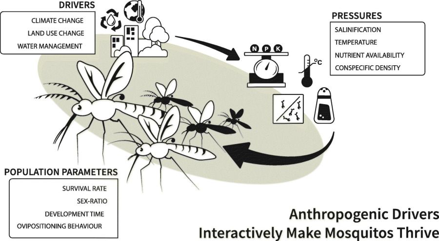Biting the hand that feeds: Anthropogenic drivers interactively make mosquitoes thrive