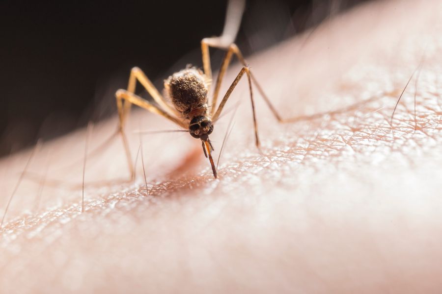 Mosquito bite more dangerous due to global warming