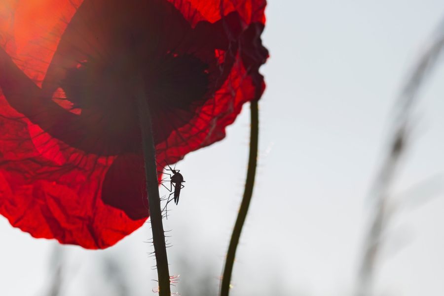 Image of a mosquito on a plant