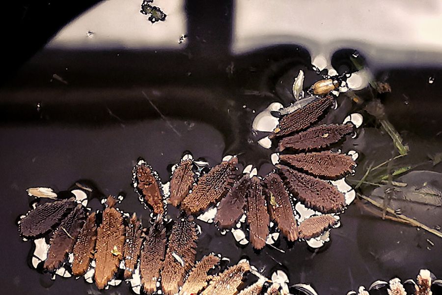 Mosquito eggs in water container