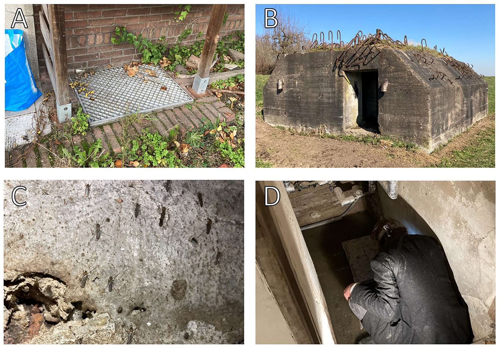 Arbovirus persistence in North-Western Europe: Are mosquitoes the only ...