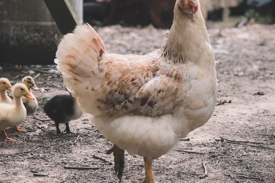 How worried should we be about avian flu?